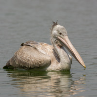 Spot-billed Pelican